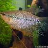 N-Gouramis