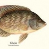 tilapia_fan